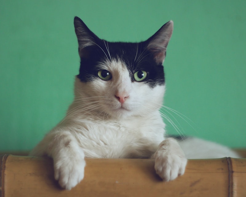 Cat looking up
