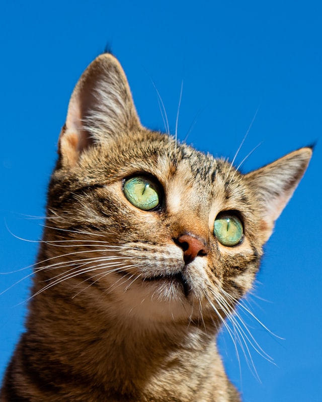Cat looking at the camera